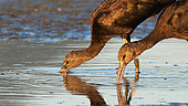 Glossy ibis (Plegadis falcinellus) eating in water, Kerkini lake, Greece