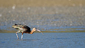 Glossy ibis (Plegadis falcinellus) in water, Kerkini lake, Greece