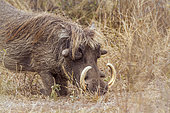 Common warthog (Phacochoerus africanus), Kruger National park, South Africa
