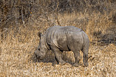 Southern white rhinoceros (Ceratotherium simum simum), Kruger National park, South Africa