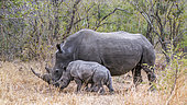 Southern white rhinoceros (Ceratotherium simum simum), Kruger National park, South Africa