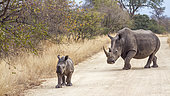 Southern white rhinoceros (Ceratotherium simum simum), Kruger National park, South Africa