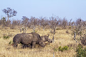 Southern white rhinoceros (Ceratotherium simum simum), Kruger National park, South Africa