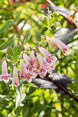 Penstemon 'Rosée d'Anjou' in bloom in a garden
