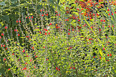 Salvia microphylla 'Royal Bumbble'