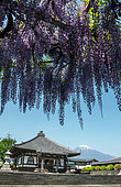 Mont Fuji's view at Shimonobu temple, Shizuoka, Japan