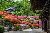 Togakuin Temple, azalea in fulll blum Tokyo, Japan
