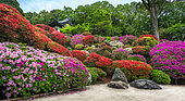 Togakuin Temple, azalea in fulll blum, Tokyo, Japan