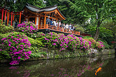 Japanese's garden Nezu jinja and koi's carp, azalea in fulll blum, Tokyo, Japan