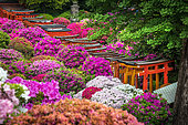 Japanese's garden Nezu jinja, azalea in fulll blum Tokyo, Japan