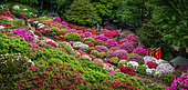 Japanese's garden Nezu jinja, azalea in fulll blum Tokyo, Japan