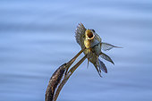 African Darter (Anhinga rufa) swallowing a fish, Kruger National park, South Africa