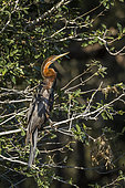 African Darter (Anhinga rufa) on a branch, Kruger National park, South Africa