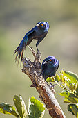 Greater Blue eared Glossy Starling (Lamprotornis chalybaeus) on a branch, Kruger National park, South Africa