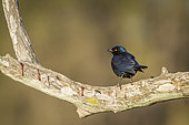 Greater Blue eared Glossy Starling (Lamprotornis chalybaeus) on a branch, Kruger National park, South Africa
