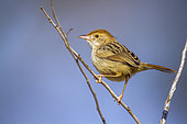 Rattling Cisticola (Cisticola chiniana) on a branch, Kruger National park, South Africa ; Specie family of Cisticolidae