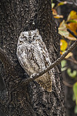 African Scops-Owl (Otus senegalensis) on a branch, Kruger National park
