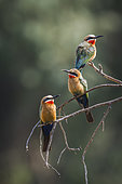 White fronted Bee eater (Merops bullockoides) on a branch, in Kruger National park, South Africa