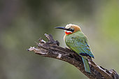 White fronted Bee eater (Merops bullockoides) on a branch, in Kruger National park, South Africa