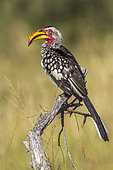 Southern yellow billed hornbill (Tockus leucomelas) on a branch, Kruger National park, South Africa