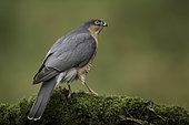 A Sparrowhawk (Accipiter nisus) perches perfectly in Scotland, UK.