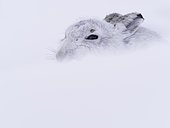 A stunning Mountain Hare (Lepus timidus) in the Cairngorms National Park, UK.