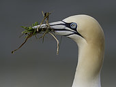 A Male Gannet collects nesting materials off the coast of Flamborough, UK.