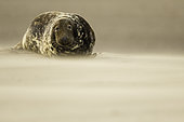 A Grey Seal (Halichoerus grypus) curiously observes us off the coast of the UK.
