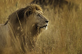 An impressive male Lion (Panthera leo) overlooks the valley in the early morning in the Maasai Mara, Kenya.
