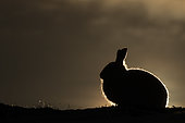 A Mountain Hare (Lepus timidus) blocks the sun in the Cairngorms National Park, UK.