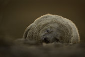 A young Grey Seal (Halichoerus grypus) pup rests as the sun sets off the coast of the Uk.