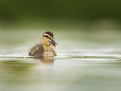 A Mallard (Anas platyrhynchos) duckling calls to his mother in the Peak District National Park, UK.