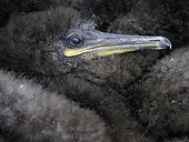 A young Shag (Phalacrocorax aristotelis) Chick snuggles in the nest off the coast of Northumberland, UK.