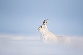 A stunning Mountain Hare (Lepus timidus) stretches in the Cairngorms National Park, UK.