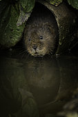 A Water Vole emerges from a pipe in the Peak District National Park, UK.