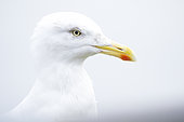 A high-key portrait of a young Herring Gull (Larus argentatus) off the coast of Northumberland, UK.