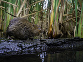 A Water Vole (Arvicola amphibius) perches on his latrine in the Peak District National Park, UK.