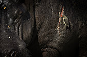 Piqueboeuf à bec rouge (Buphagus erythrorhynchus) nettoyanbt la plaie d'un Hippopotame (Hippopotamus amphibius) blessé, Masaï Mara, Kenya