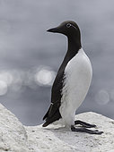 Uria aalge perches perfectly off the coast of Northumberland.