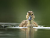 A Pochard (Aythya ferina) Duckling sits on the water in the Peak District National Park.