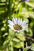 Arctotis fastuosa ‘Zulu Prince’ Cape Daisy