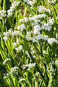 Limonium sinuatum 'Qis White'