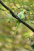 Rose ringed Parakeet (Psittacula krameri) introduced species, Paris surrounding, France