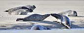 Gray seal (Halichoerus grypus) in the Bay of Authie at Berck-sur-mer, Pas-de-Calais, France
