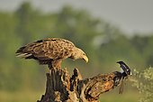 White tailed Eagle (Haliaeetus albicilla) on a dead tree in the company of a Hooded Crow (Corvus corone cornix), Danube Delta, Romania