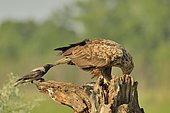 White tailed Eagle (Haliaeetus albicilla) on a dead tree in the company of a Hooded Crow (Corvus corone cornix), Danube Delta, Romania