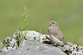 Young Northern wheater (Oenanthe oenanthe) on rock, Savoie, France