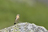 Northern wheater (Oenanthe oenanthe) on rock, Savoie, France