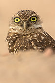 Burrowing owl, (Athene cunicularia), Arizona