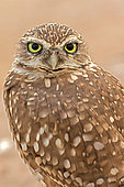 Burrowing owl (Athene cunicularia), Arizona